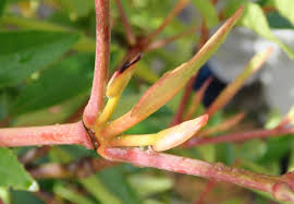 Image result for Cunoniaceae