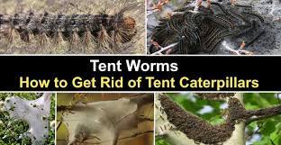 They can come in many sizes and colors, but if you have space, chickens also offer a great way to get rid of caterpillars. Tent Worms How To Get Rid Of Tent Caterpillars