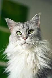 They are among the largest domestic cat breeds, with some males even reaching weights of 25 lb, although the average weight is lower and females are rather smaller. Maine Coon Cat Personality The Ultimate Guide Faqcats Com