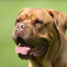 I have been breeding dogue de bordeaux's from 2014, so reasonably new however i have been breeding staffy's since 2001. Dogue De Bordeaux Full Profile History And Care