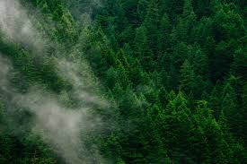 Aerial Photo Of Forest Trees Fog Forest Green Nature Clouds Aesthetic Pines Mountain Highland No People Forest Pictures Green Aesthetic Forest Photos