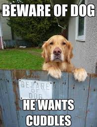 Golden retriever puppies are adorable, playful and smart. How To Make My Aggressive Golden Retriever Friendly Quora