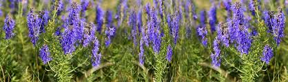 Image result for images Hyssop Bible Meaning