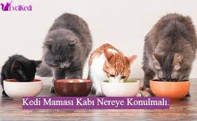 evde kedi bakimi panosundaki pin
