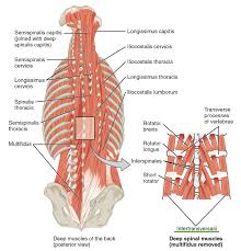 Trapezius, latissimus dorsi, rhomboid major, rhomboid minor, and levator scapulae Intrinsic Back Muscles Anatomy Of The Torso Medical Library