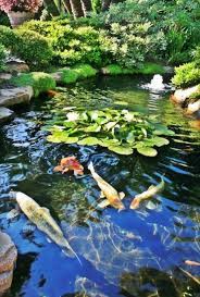 The Five Keys To Achieving A Healthy Koi Pond Zen Garden Design Ponds Backyard Koi Pond