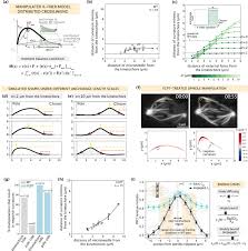 Modeling and mechanical perturbations reveal how spatially regulated  anchorage gives rise to spatially distinct mechanics across the mammalian  spindle