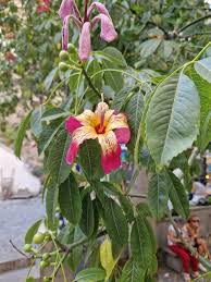 Image result for Ceiba speciosa