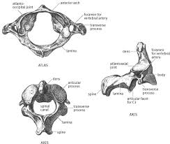 The axis is the second cervical vertebra. Atlanto Occipital Joint An Overview Sciencedirect Topics