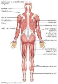 However, the muscle names often reflect something about their action, their shape, or their locations. Human Muscle System Functions Diagram Facts Human Body Muscles Muscle System Body Muscles Names