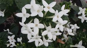 Image result for Bouvardia longiflora