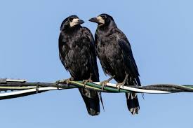 Federwild / rabenvögel & tauben. Saatkrahe Jungvogel Brutzeit Co Plantura