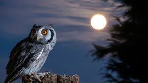 You can choose the image format you need and install it on absolutely any device. Moon Hd Wallpapers 66 Best Moon Hd Wallpapers And Images On Wallpaperchat