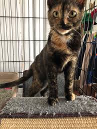 Support our efforts by making a financial contribution that will help us feed and care for the animals. Pet Adoption League Westchester Posts Facebook
