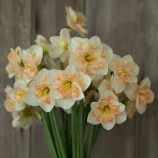Pin On Flowers