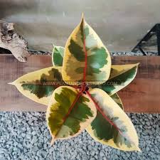 Celebrate occasions and the best of days by dispatching a. Buy Plants Online Malaysia 8 Malaysia Plant Stores To Order From Baanana