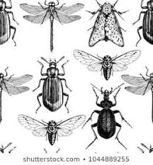 Black And White Insect Photos Vector Background With Hand Drawn Insects Illustrations Black Butterfly Cicada Beetle Bug Dragonfly How To Draw Hands Dragonfly Drawing Vector Background