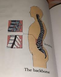 Characteristic of the vertebrate form, the human body has an internal skeleton that includes a backbone of vertebrae. Describe The Backbone Of A Human Body With The Help Of A Diagram Brainly In