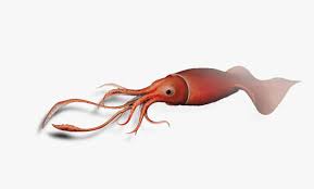 transparent squid png giant squid png png download transparent png image pngitem transparent squid png giant squid png