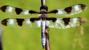 Dragonfly is the common name for any insect belonging to the infraorder (or suborder) anisoptera of the order odonata, characterized by an elongated body, large multifaceted eyes, and two pairs of strong transparent wings, which at rest are typically held out to the side or out and downward. Climate Change May Rob Male Dragonfly Wings Of Their Dark Spots Science News