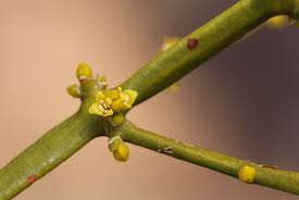 Image result for Viscum combreticola