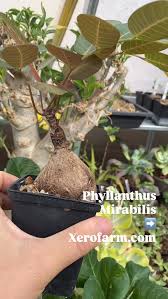 Image result for Dolichos kilimandscharicus