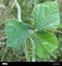 Image result for Macroptilium atropurpureum