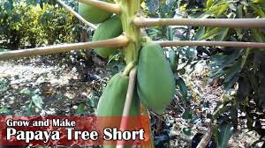 It can seem like forever before you get your first tiny yield but it's worth the time and investment in order to have fresh fruit available on your. How To Grow And Make Short Papaya Trees By Grafting Examples Youtube Papaya Tree Papaya Plant Grafting Fruit Trees