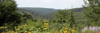 Der botanische garten wurde 1906 von gustav adolf poscharsky 1906 als privater versuchsgarten angelegt. Forderverein Fur Die Natur Des Erzgebirges E V Start