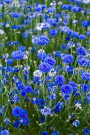 Cornflowers Bachelor Buttons Fast Growing Flowers Flower Seeds Growing Flowers
