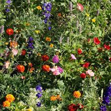 367 results for flower seeds shade. Deer Resistant Wild Flower Seed From Outsidepride