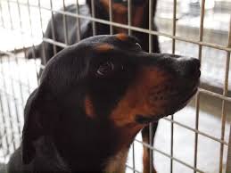 Black And Tan Kelpie Lab Mix Kelpie X Doberman Doberman Dogs Animals