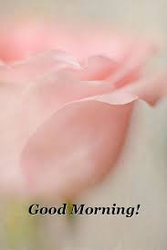 Good Morning Buongiorno Amore Mio Citazioni Della Mattina Buongiorno Saluti