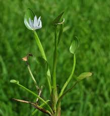 Image result for Heteranthera