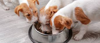 Yavru Kopek Besleme Ve Beslenmesi Royal Canin
