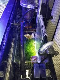 Is A Refugium In A Small Tank Worth It And What Is The Best Macro Algae To Go With Photo Vincent Cimmino Https Www R In 2020 Small Tank Nano Reef Tank Reef