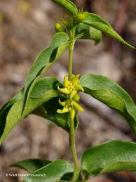 Image result for Vincetoxicum