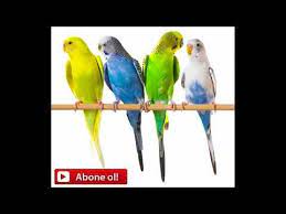 pin by teknoloji pc on kaydettiklerim in 2021 youtube budgerigar bird