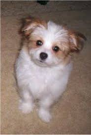 Black And White Papillon Shih Tzu Mix Papatzu Papillion Crossed With A Shih Tzu Precious Shih Tzu Shih Tzu Mix Dog Breeds