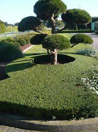 Die sorte wird besonders häufig gepflanzt. Cotoneaster Dammeri Coral Beauty Teppich Zwergmispel Coral Beauty Gunstig Kaufen