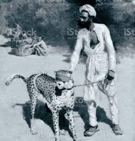 Cheetah hunting as sport pre Independence ca. 1940s The Ghorpades' of the Deccan hosted the Chatrapati of Kolhapur and others for their Cheetahs to hunt Blackbuck on the Deccan plains. Ironically these