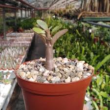 Image result for Adenium boehmianum