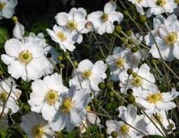 How To Grow Japanese Anemones Tall Graceful Perennial Shade Tolerate Summer Flower