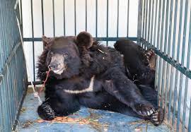 Images?q=tbn:ANd9GcRGUyWWHOVbnMXjbnOGHsPqR D25e243cOFcdygTSLqZIFjjObZnfxEusHlcNC7lp0slVk&usqp=CAU