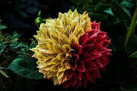 Generality of the plant glossy viburnum: Ecco Il Vivaio Digitale Piu Grande Del Mondo Ecomunita
