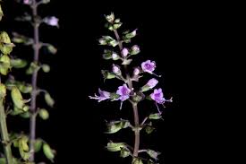 Image result for Ocimum angustifolium