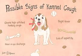 These air sacs may fill with fluid or pus, which causes the difficulty breathing and coughing associated with the disease. Dealing With Kennel Cough During Winter Season