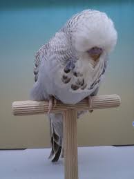 Parakeet Muhabbet Kuslari Papagan Kus