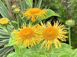 Image result for Inula mannii