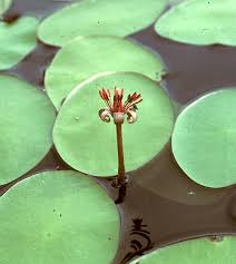 Image result for Brasenia